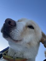 Husky Camp auf Kvaloya