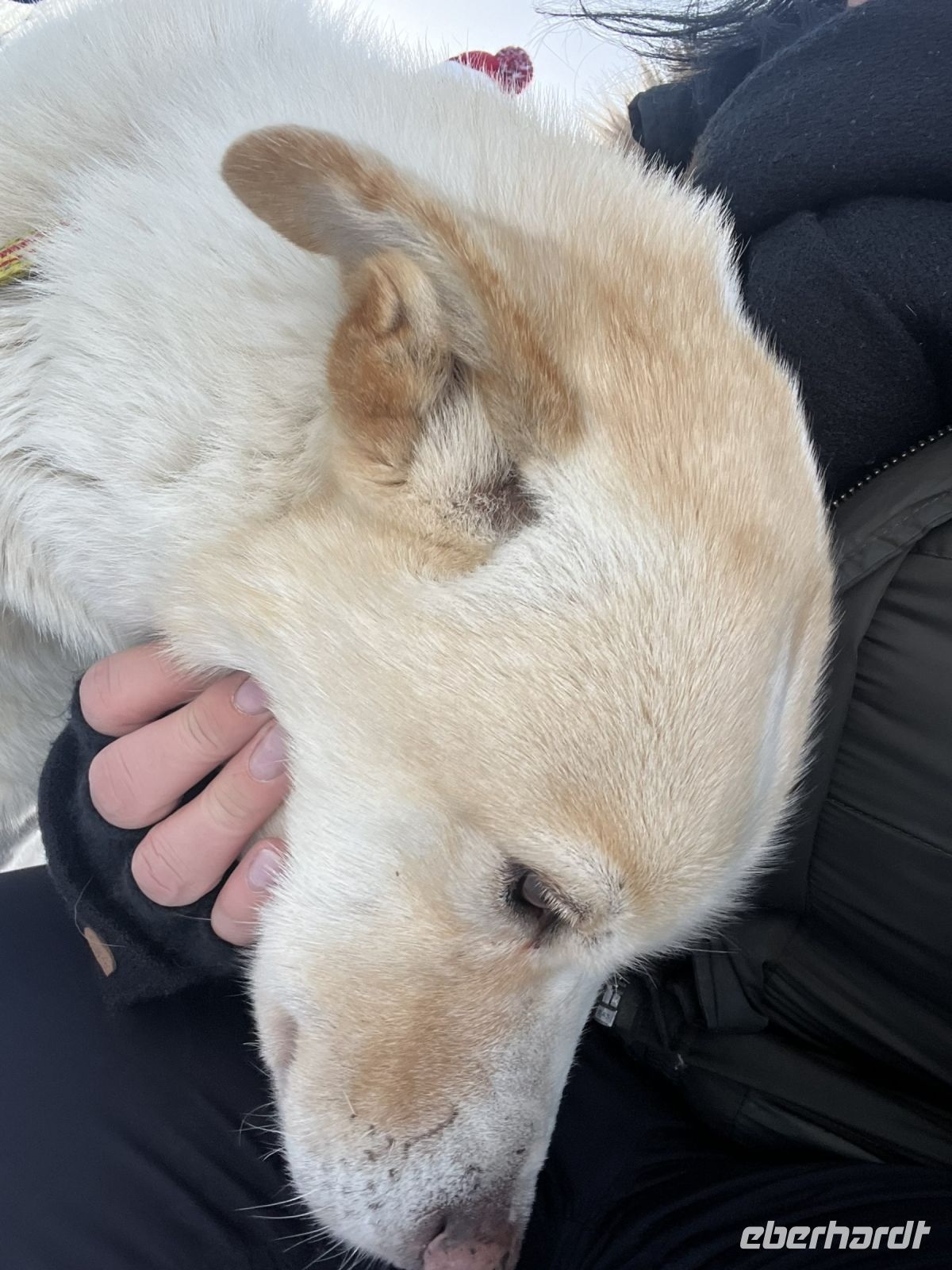 Husky Camp auf Kvaloya