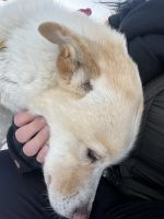 Husky Camp auf Kvaloya