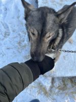 Husky Camp auf Kvaloya