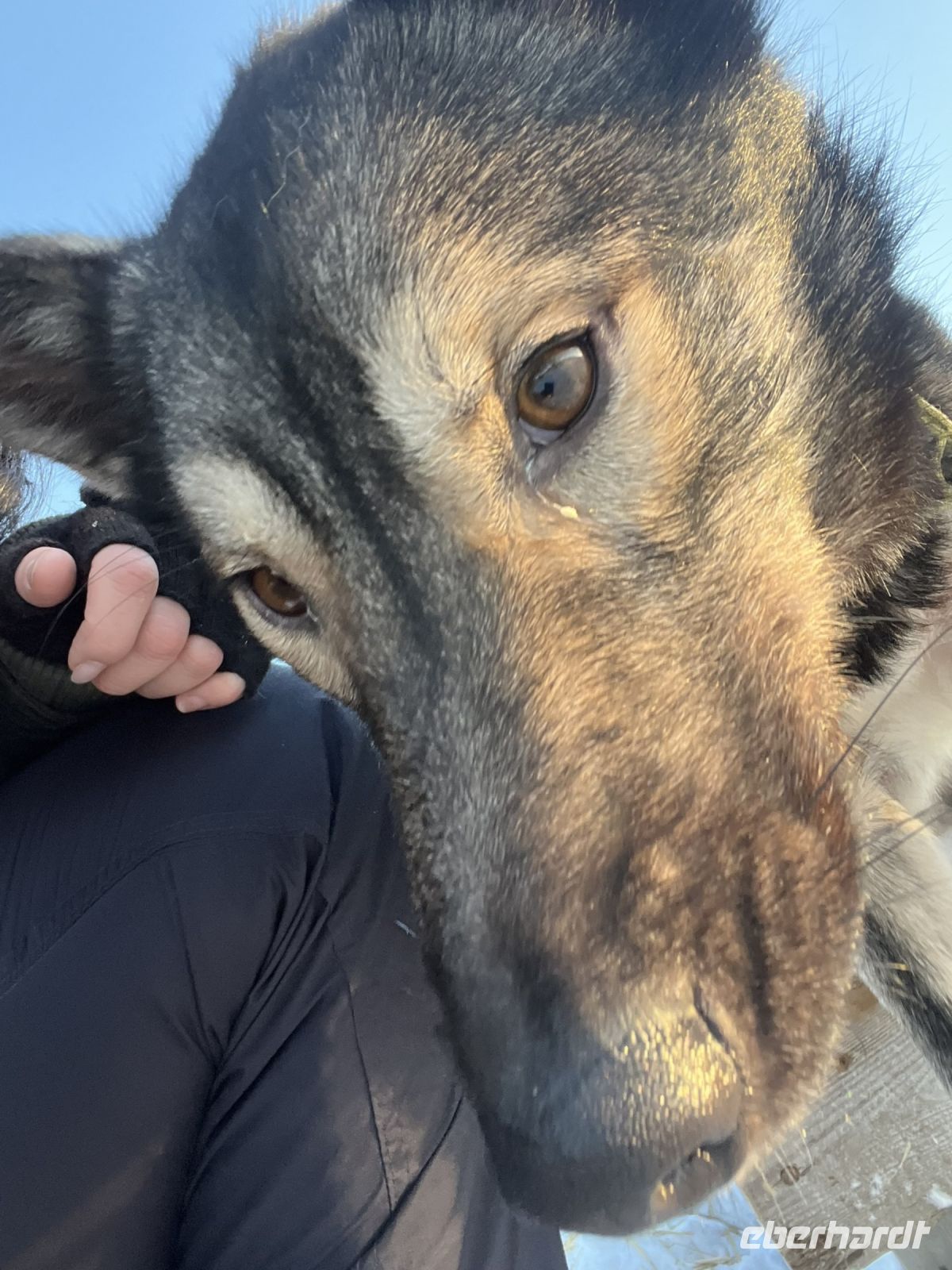 Husky Camp auf Kvaloya