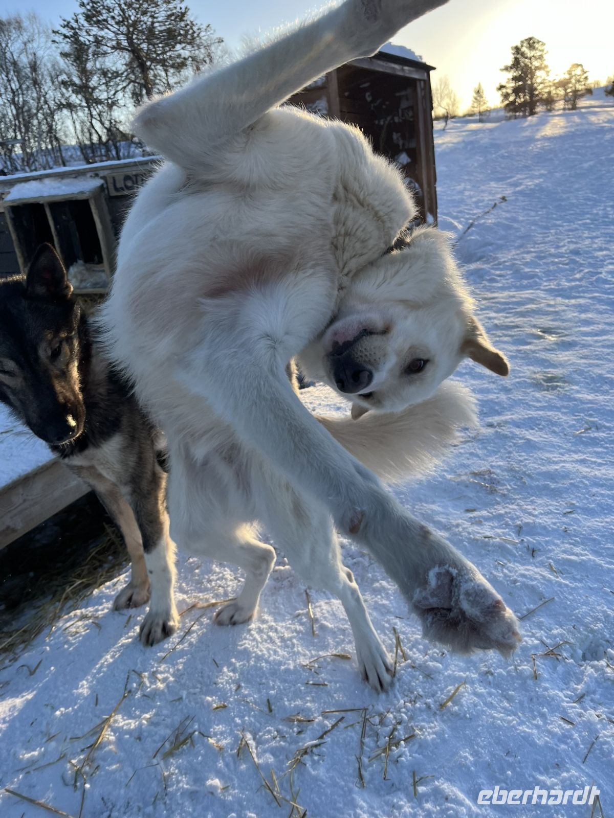 Husky Camp auf Kvaloya