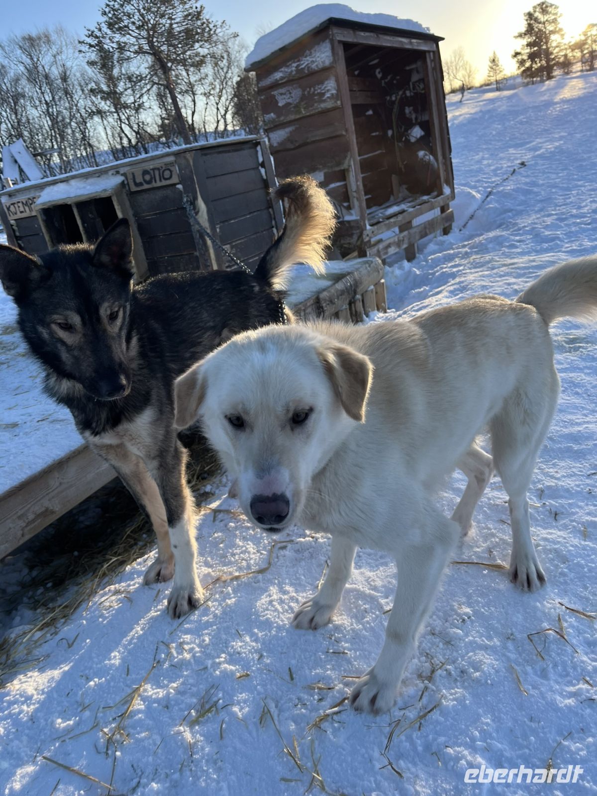 Husky Camp auf Kvaloya