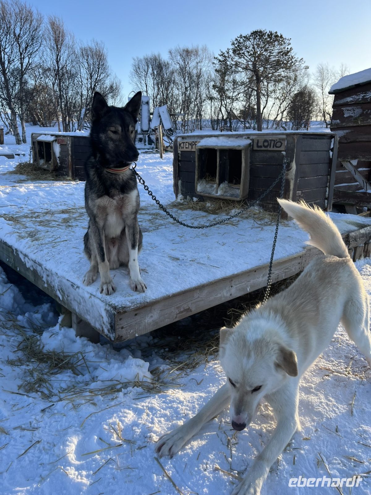 Husky Camp auf Kvaloya