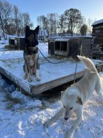 Husky Camp auf Kvaloya