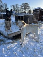 Husky Camp auf Kvaloya