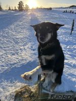 Husky Camp auf Kvaloya