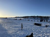 Husky Camp auf Kvaloya