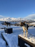 Husky Camp auf Kvaloya