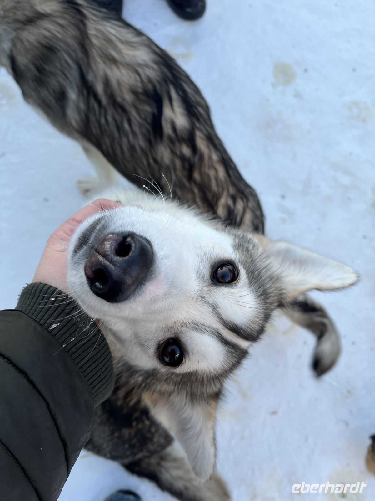 Husky Camp auf Kvaloya