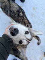 Husky Camp auf Kvaloya
