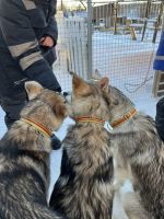 Husky Camp auf Kvaloya