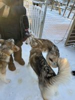 Husky Camp auf Kvaloya