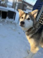 Husky Camp auf Kvaloya