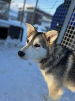 Husky Camp auf Kvaloya