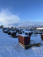 Husky Camp auf Kvaloya