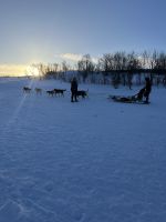 Husky Hundeschlittenfahrt auf Kvaloya