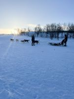 Husky Hundeschlittenfahrt auf Kvaloya