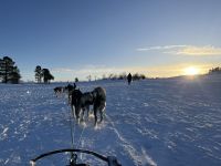 Husky Hundeschlittenfahrt auf Kvaloya