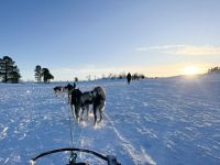 Husky Hundeschlittenfahrt auf Kvaloya