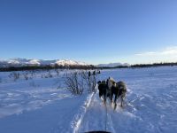 Husky Hundeschlittenfahrt auf Kvaloya