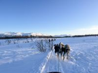 Husky Hundeschlittenfahrt auf Kvaloya