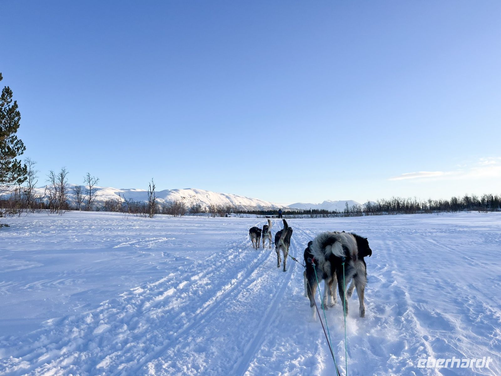 Husky Hundeschlittenfahrt auf Kvaloya
