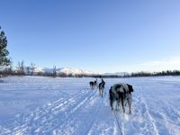 Husky Hundeschlittenfahrt auf Kvaloya