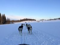 Husky Hundeschlittenfahrt auf Kvaloya