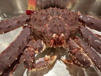 Königskrabben 