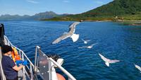 220 Lofoten, Adlersafari