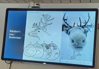 Wissenswertes zum Rentier