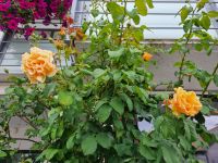 Molde - Rosen überall...