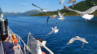 222 Lofoten, Adlersafari