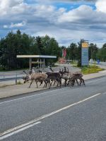 Finnisch-Lappland... - Rentiere