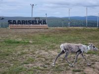 Saariselkä - Kaunispää 