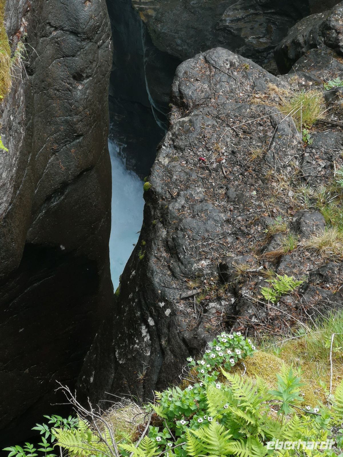 Die Blumen locken so verführerisch am Rande des Klamms