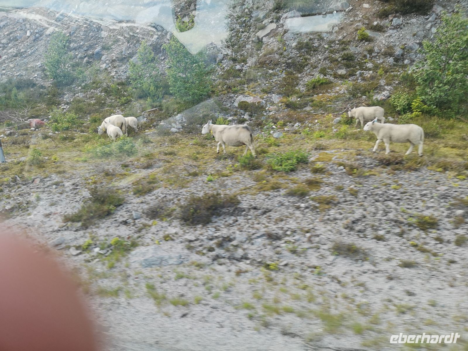 Ständige Begleiter auf dem Weg