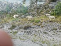 Ständige Begleiter auf dem Weg