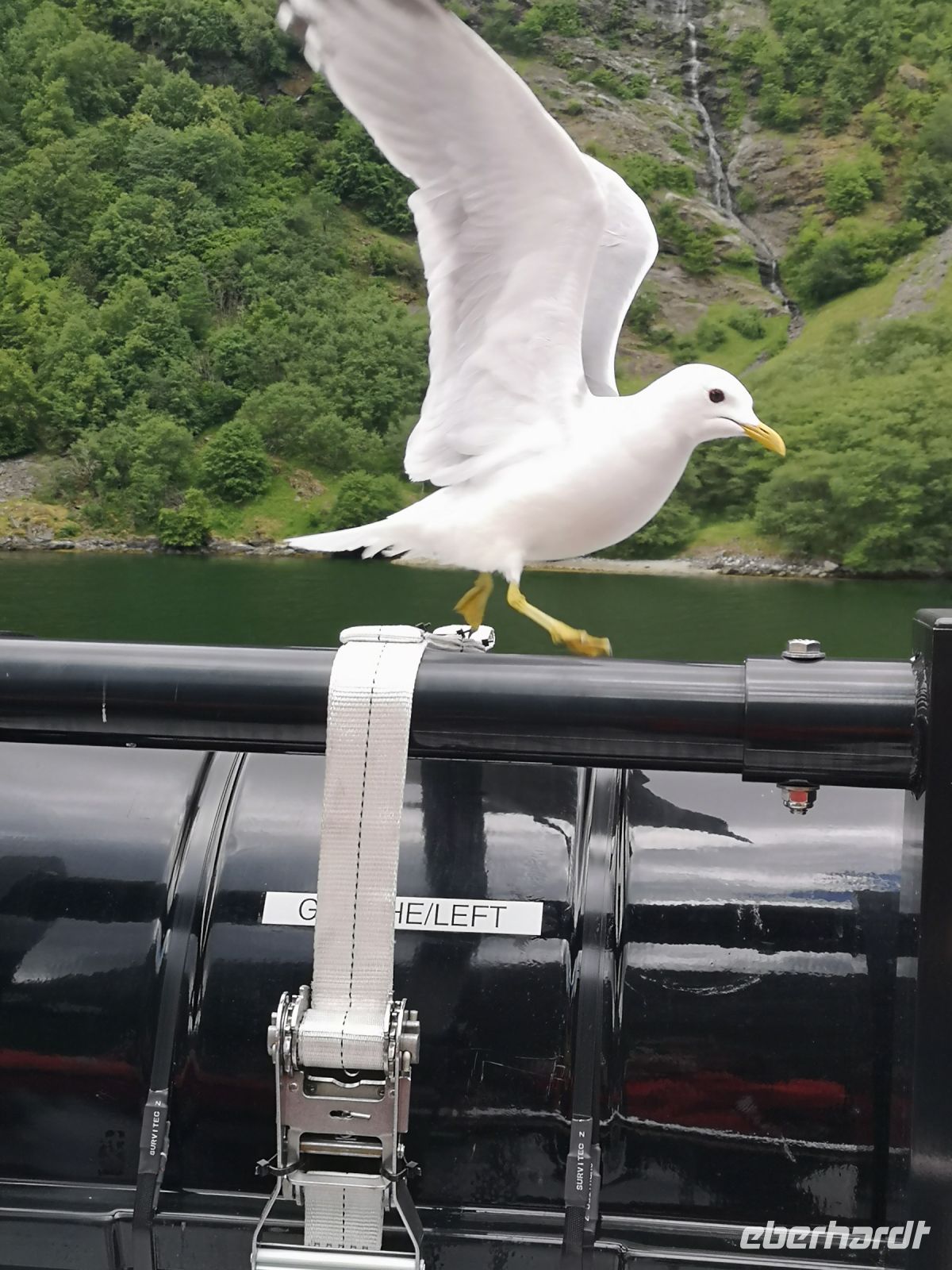 für ein Stückchen Brod ist sie bereit zu posieren