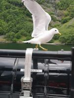 für ein Stückchen Brod ist sie bereit zu posieren