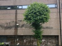 Fischgräten? Nein, Wikingsschiffe im Hafen