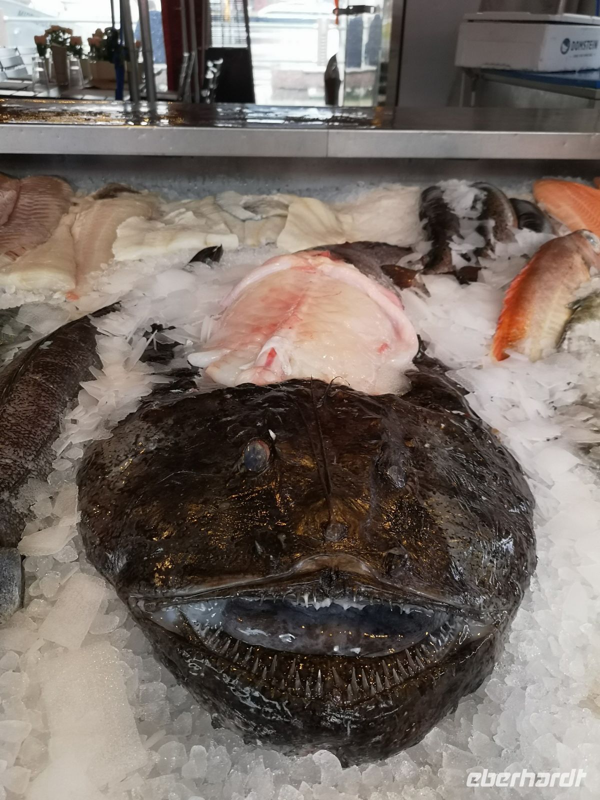 Blick eines Anglerfisches