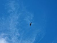 Trollfjord - Seeadler-Beobachtung 