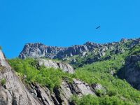Trollfjord - Seeadler-Beobachtung 