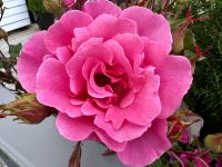 Tag 4 - Molde, Stadt der Rosen 