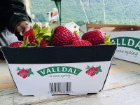 Tag 5 - Erdbeeren aus dem Valldal