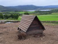 Die hübschesten Schweine der Wikinger!