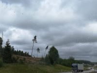 ... und biegenden Bäume auch.....