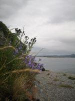 Ein Blick durch die Blumen - Häholmen 